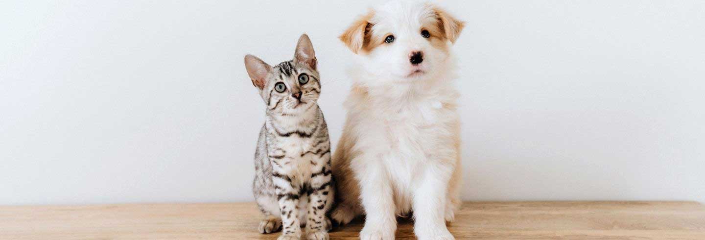 Cats and best sale dogs animal hospital